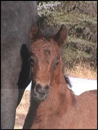 Bay Filly