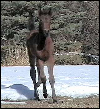 Bay Filly