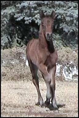 Bay Filly