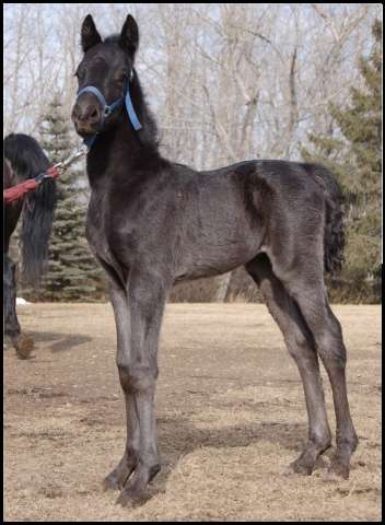 Coulee Bend Legacy